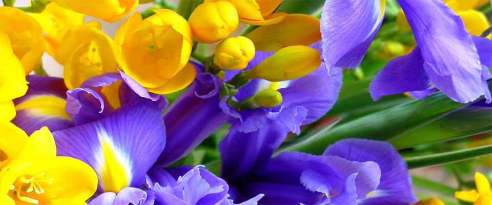 Summer Flowers